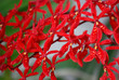 renanthera singaporeans