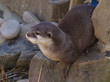 Otter Sitting On Rock (Amblonyx Cinereus)