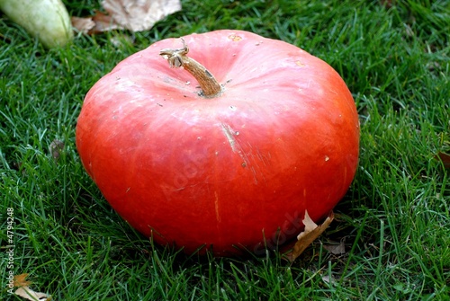 zucca zucca