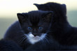 blue eyes