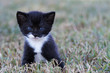 kitten
