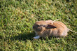 Bunny