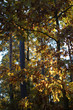 Autumn around us