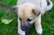puppy dog on grass