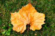 Leaf