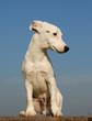 adorable chiot jack russel terrier