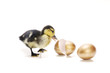 Hatching