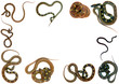 cadre serpents