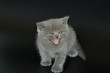 kitten isolated on black