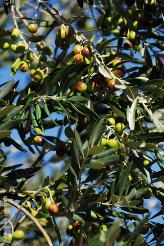 Foto: Olives Olives