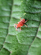 trombidium holosericeum