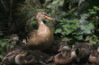 Mallards