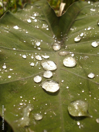 Photo: gouttes perlant sur feuille gouttes perlant sur feuille