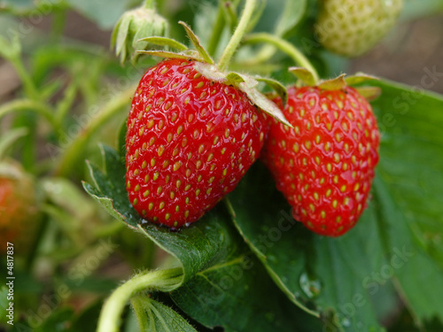 Photo: strawberry strawberry