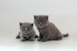 two kittens on white