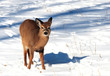 Deer in winter