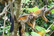 Totenkopfäffchen, Costa Rica 3