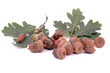 acorns and oak leafs