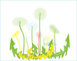 Dandelions