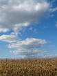 October Cornfield and Cloudscape;  Pennsylvania, USA
