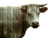 VACHE +CODE BARRE FOND BLANC