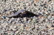 Peregrine Falcon Protecting his Dinner