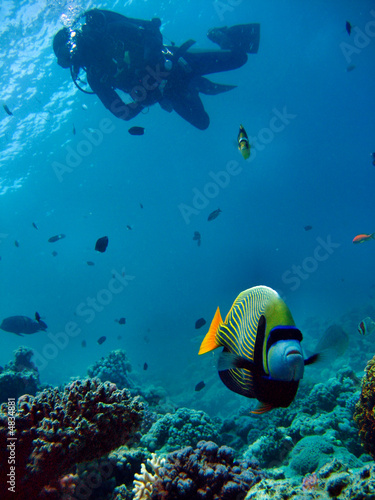 Foto: Kaiserfisch mit Taucher Kaiserfisch mit Taucher