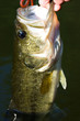 Largemouth bass fishing Largemouth bass fishing