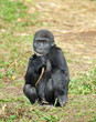 Baby West Lowland Gorilla