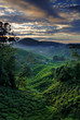 Cameron Highland at Dawn