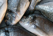 dorade