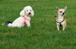 caniche chiot