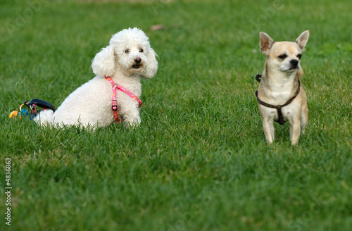 Foto: caniche chiot caniche chiot