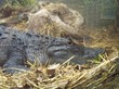 Crocodile
