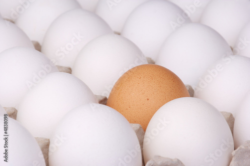 brown egg among white eggs