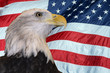 Patriotic Bald Eagle