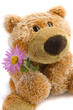 Soft toy the bear  with a flower on a white background