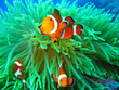 canvas print picture Nemo found