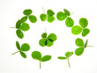 four clover four clover