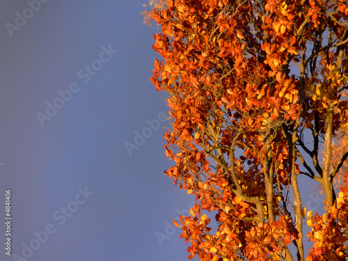 Photo: Grey Sky Orange Bush Grey Sky Orange Bush