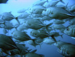 canvas print picture School of tuna