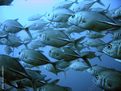 School Of Tuna