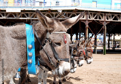 Photo: Beach Donkeys, UK Beach Donkeys, UK