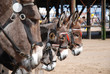 Donkeys, UK
