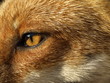 oeil de renard