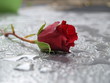 Rose im Regen