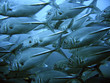 canvas print picture School of tuna