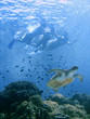 Bikini swim with sea turtle