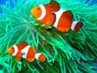 canvas print picture Nemo found