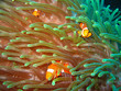 Tropical clown fish Tropical clown fish